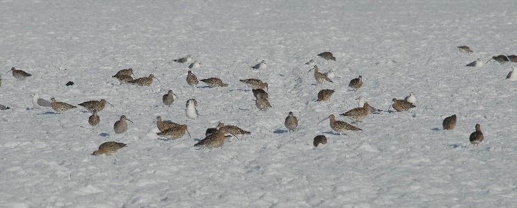 Wulpen in de sneeuw